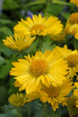 Gaillardia 'Mesa Yellow'