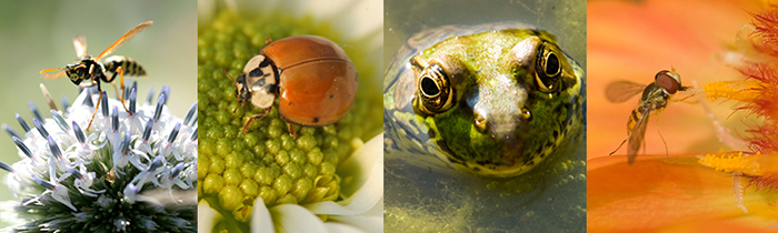 Garden Friends