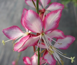 Gaura lindheimeri 'Rosy Jane' 