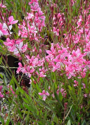 Gaura lindheimeri 'Siskiyou Pink'