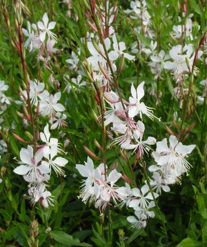 Gaura lindheimeri 'Whirling Butterflies'