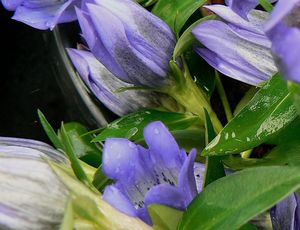 Gentiana 'True Blue'