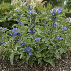 Gentiana cruciata 'Blue Cross'