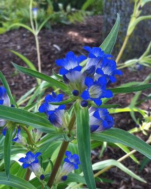 Gentiana dahurica