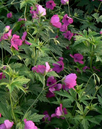 Geranium 'Ann Folkard'