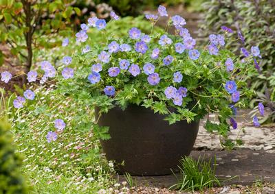 Geranium 'Azure Rush'