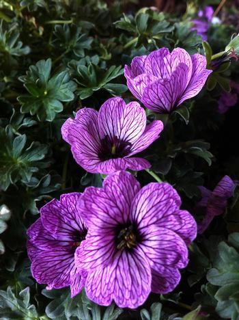 Geranium cinereum 'Ballerina'