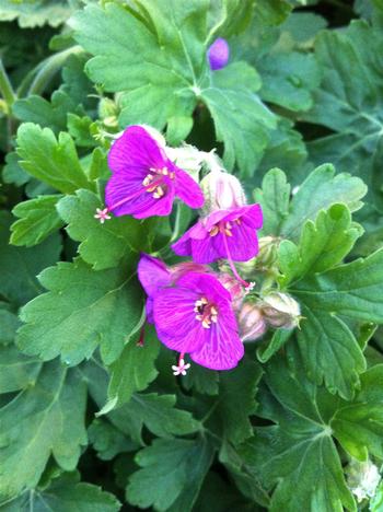 Geranium macrorrhizum 'Bevan's Variety' 