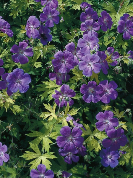 Geranium 'Blue Sunrise' 