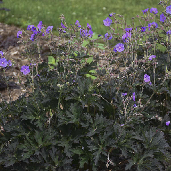 Geranium pratense 'Boom Chocolatta' 