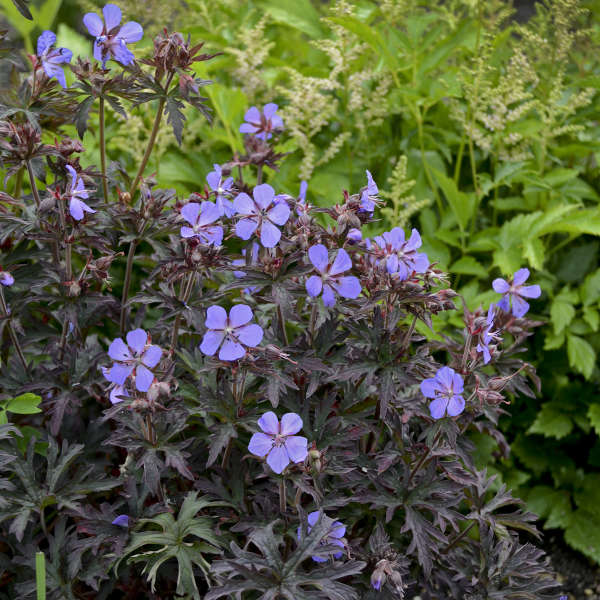 Geranium pratense 'Dark Reiter'