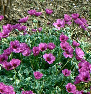 Geranium cinereum 'Giuseppe'