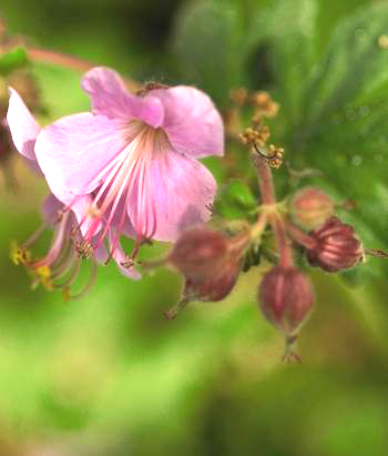 Geranium macrorrhizum 'Ingwersen's Variety'  