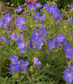 Geranium 'Johnson's Blue'