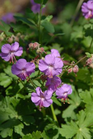 Geranium cantabrigiense 'Karmina'