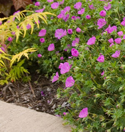 Geranium sanguineum 'Max Frei'