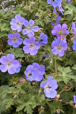 Geranium 'Rozanne'