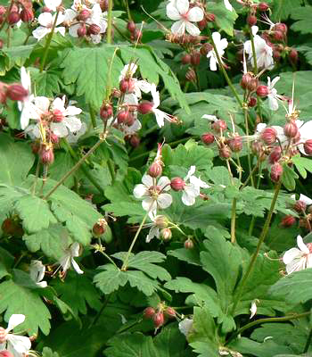 Geranium macrorrhizum 'Spessart'  