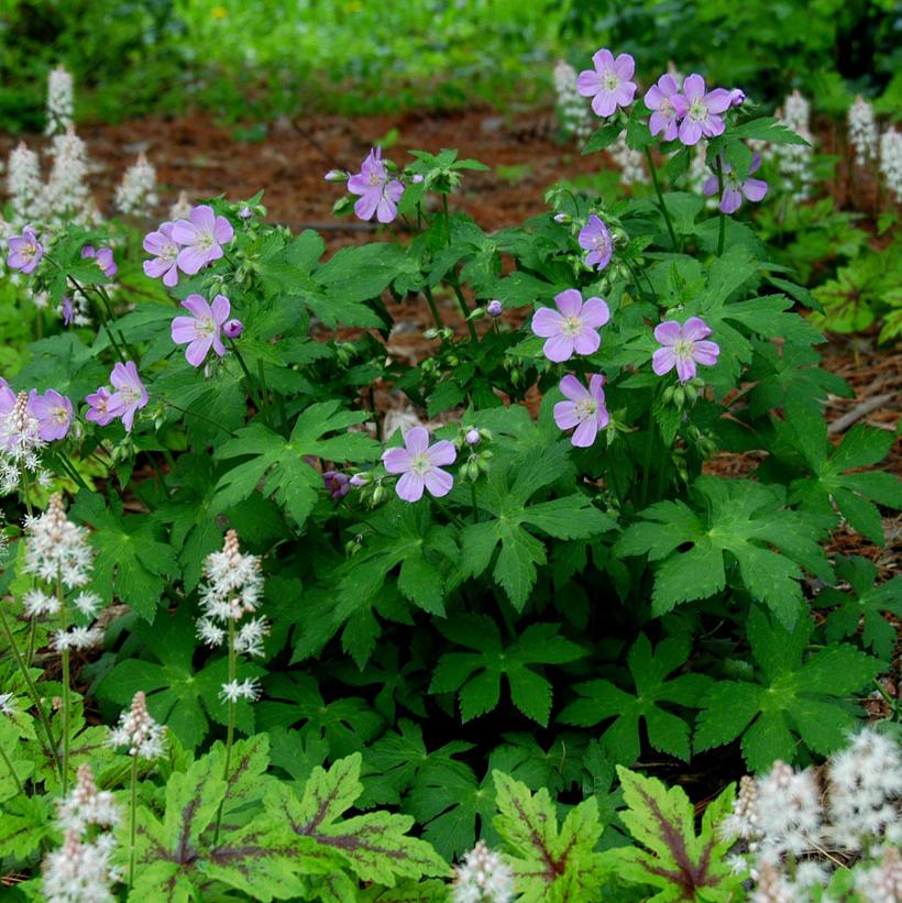 Geranium maculatum  NEW