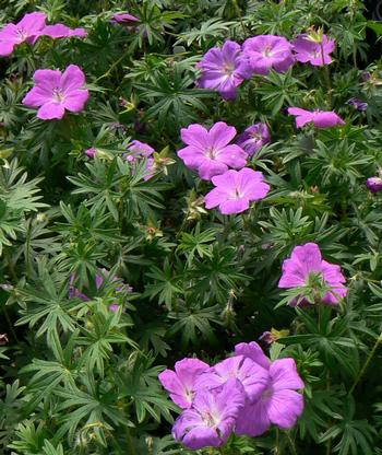 Geranium sanguineum 