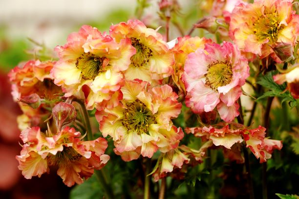 Geum 'Pretticoats Peach' 