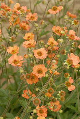 Geum 'Totally Tangerine'  