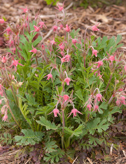 Geum triflorum