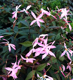 Gillenia trifoliata  'Pink Profusion' 