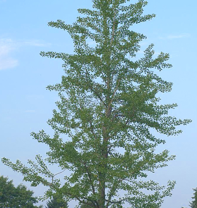 Ginkgo biloba    NEW