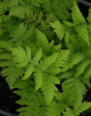 Gymnocarpium dryopteris