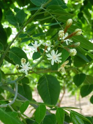 Gymnocladus dioicus   NEW