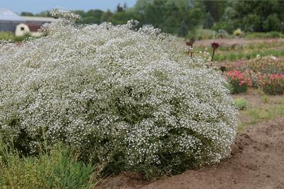 Gypsophila paniculata 'Summer Sparkles'