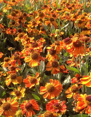 Helenium 'Mardi Gras'  