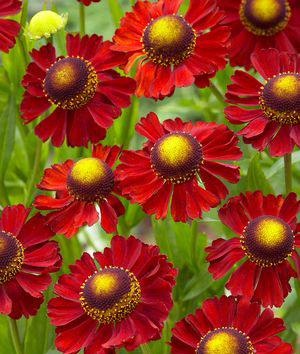 Helenium 'Ruby Tuesday' 