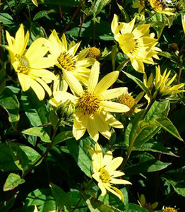 Helianthus 'Lemon Queen' 