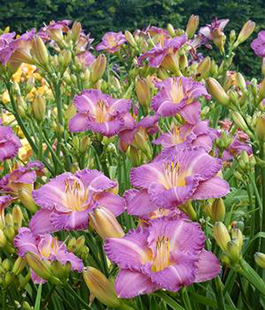 Hemerocallis 'Entrapment'