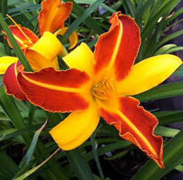 Hemerocallis 'Frans Hals'