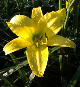 Hemerocallis 'Hyperion'