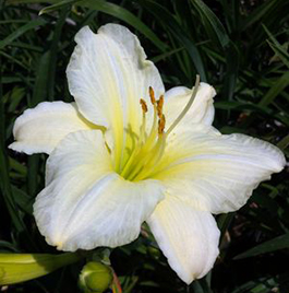 Hemerocallis 'Joan Senior'