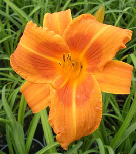 Hemerocallis 'Rocket City'