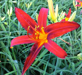 Hemerocallis 'Sammy Russel'