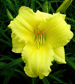 Hemerocallis 'Stella Supreme'  