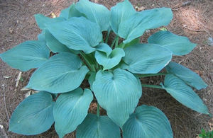 Hosta 'Blue Angel'