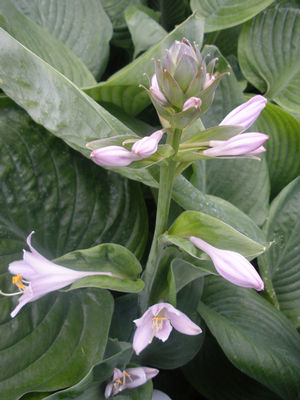 Hosta 'Blue Umbrella'