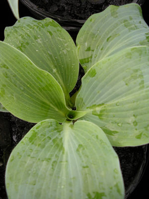 Hosta 'Blue Wedgwood'