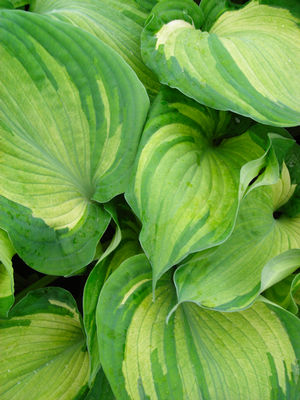 Hosta 'Guardian Angel'