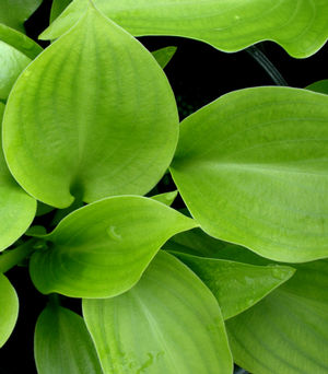 Hosta 'Invincible