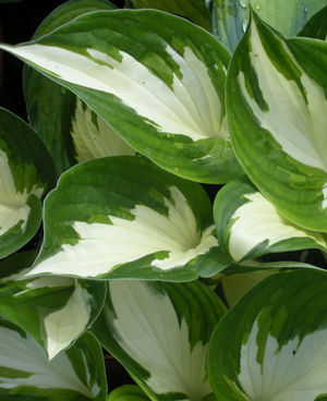 Hosta 'Loyalist'