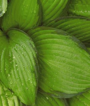 Hosta 'Paul's Glory'