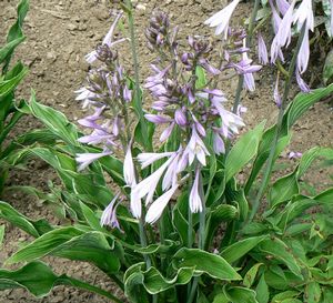 Hosta 'Praying Hands'